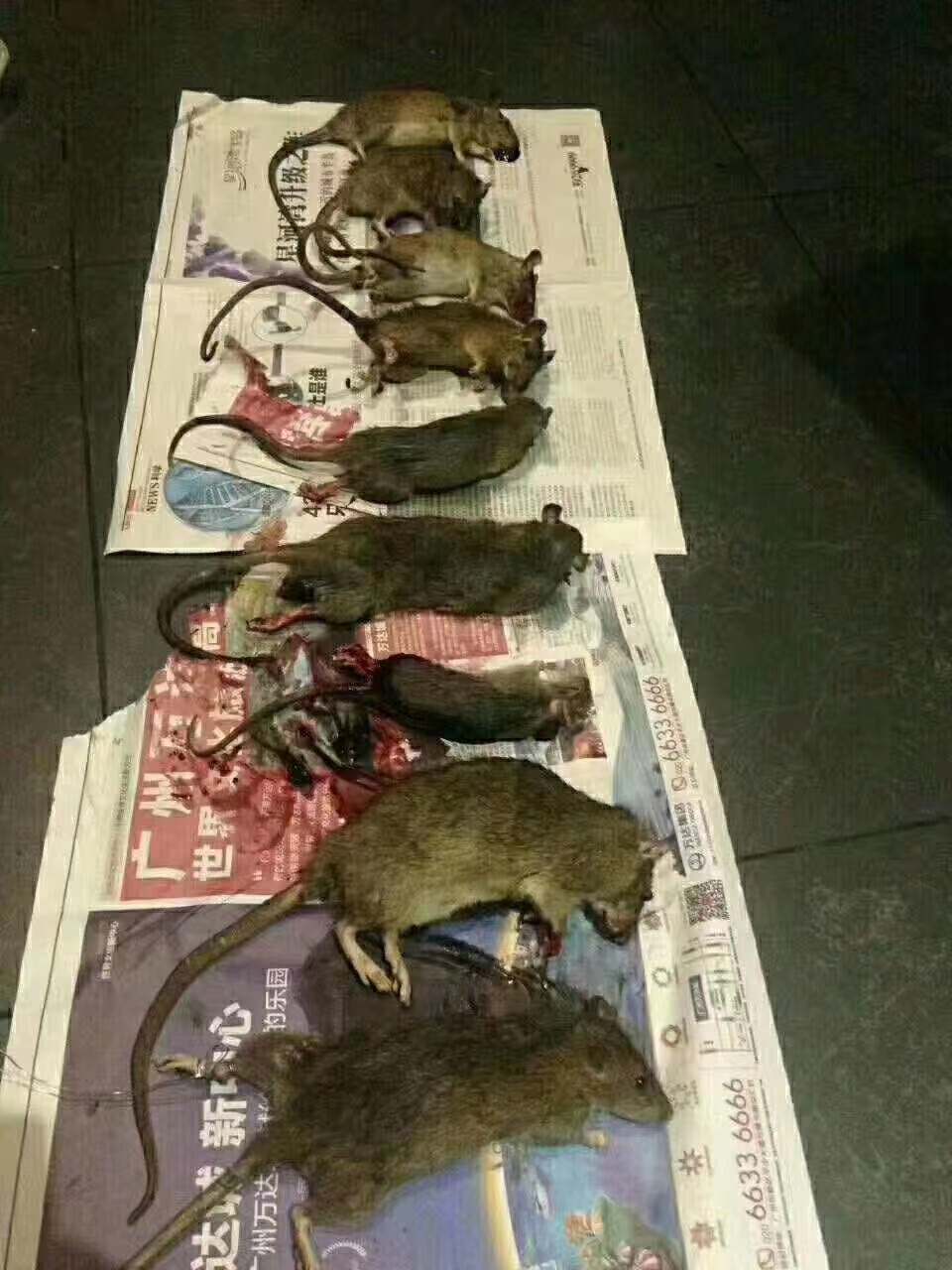 中山寫(xiě)字樓辦公室怎么滅鼠？