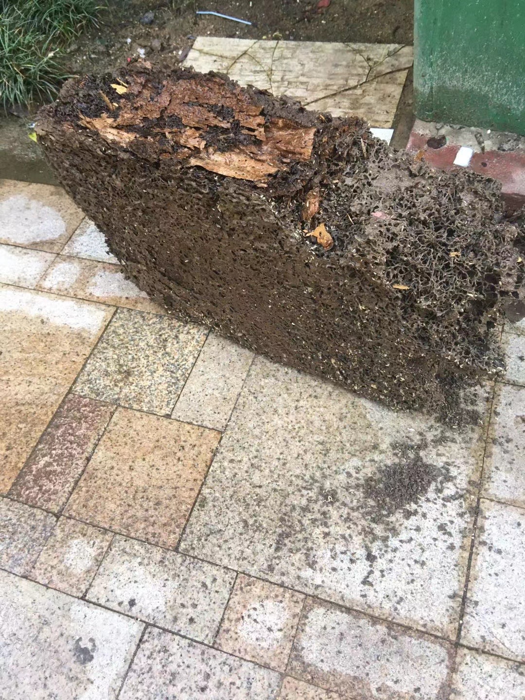 中山白蟻防治行業(yè)協(xié)會副會長兼秘書長 技術