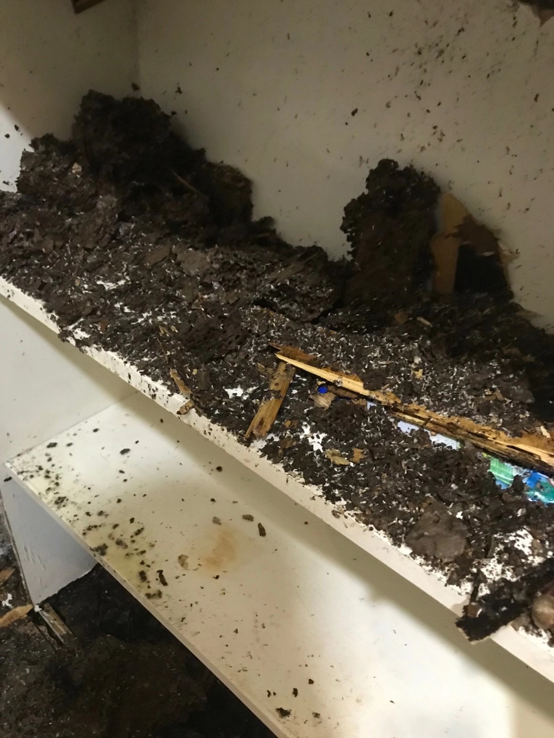 這兩天在中山市飛進家里的就是白蟻，請預防