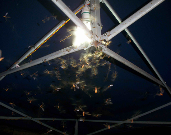 廣東省中山市白蟻危害大，2-9月份進入其