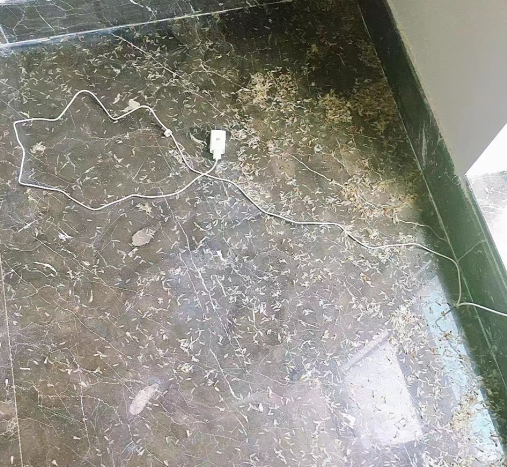 中山白蟻“大軍”來襲！居民防治要做些什么