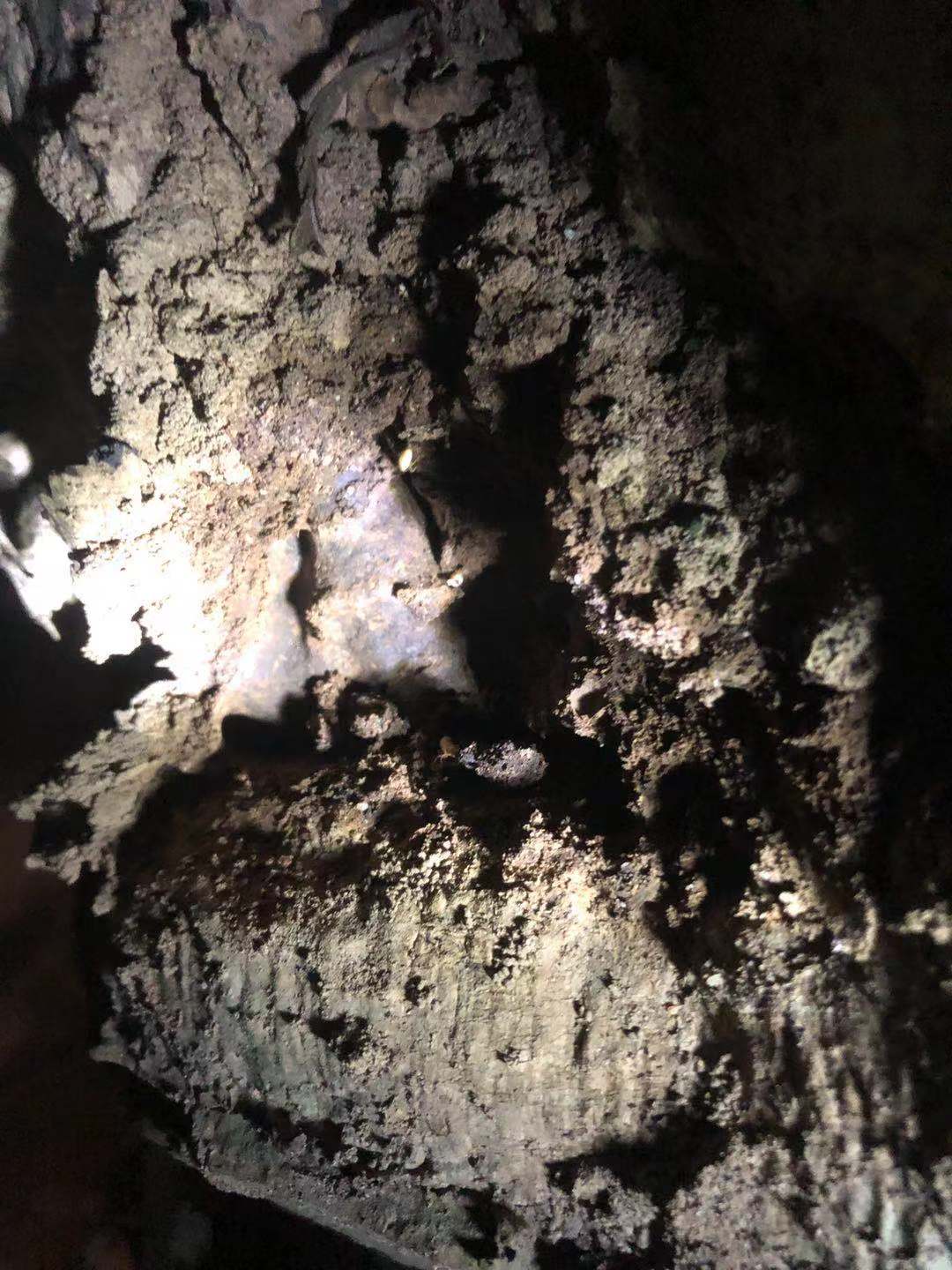 廣東省常見(jiàn)白蟻種類(lèi)及危害