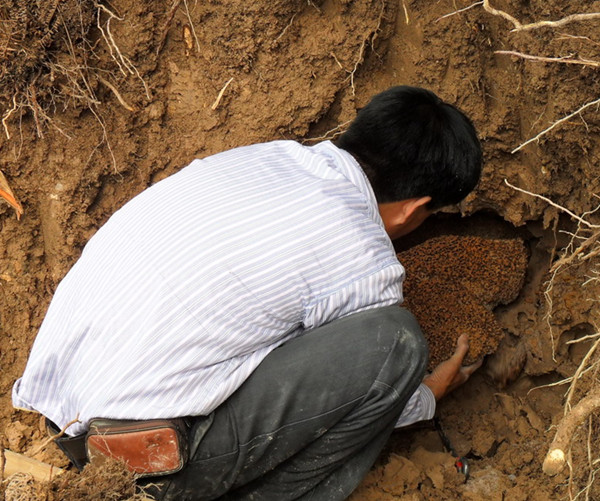 坦洲鎮(zhèn)家庭白蟻危害有哪些呢？