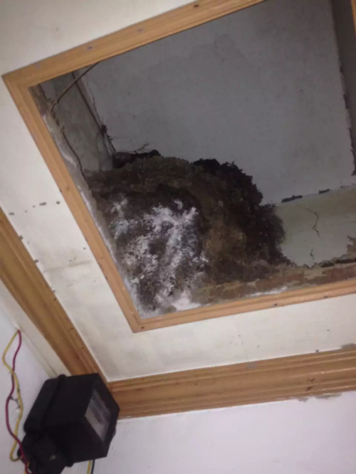 坦洲鎮(zhèn)白蟻防治、三鄉(xiāng)鎮(zhèn)小區(qū)發(fā)現(xiàn)大刑蟻巢