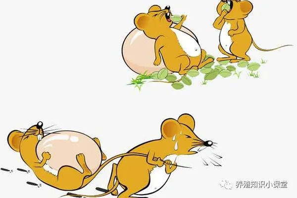 長(zhǎng)沙酒店滅老鼠聯(lián)系方式