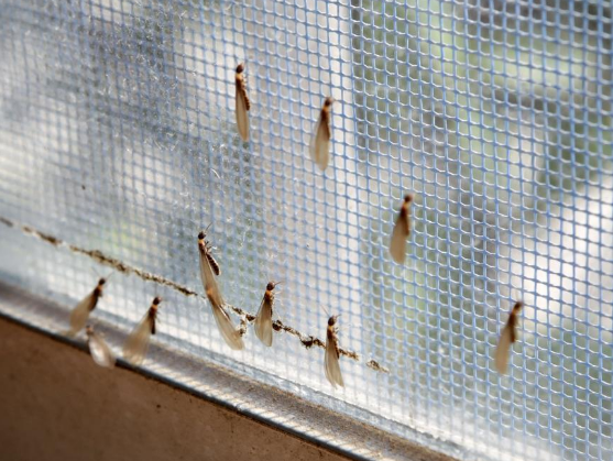 神灣鎮(zhèn)白蟻防治中心，中山港口滅白蟻公司