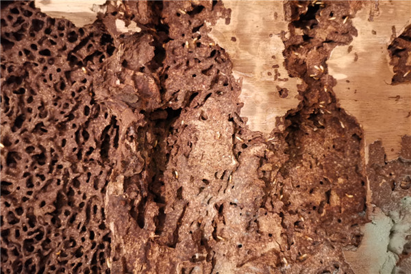 板芙鎮(zhèn)白蟻防治站，板芙鎮(zhèn)滅除白蟻公司