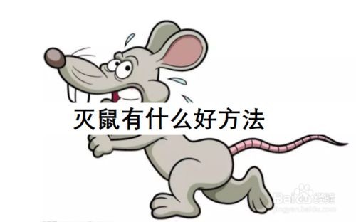 韶關(guān)抓老鼠家庭滅鼠-商場(chǎng)滅鼠-公司滅鼠-大型辦公樓滅鼠