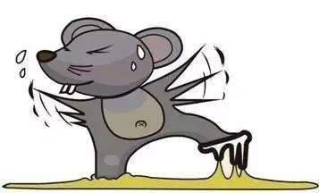 韶關(guān)抓老鼠家庭滅鼠-商場(chǎng)滅鼠-公司滅鼠-大型辦公樓滅鼠