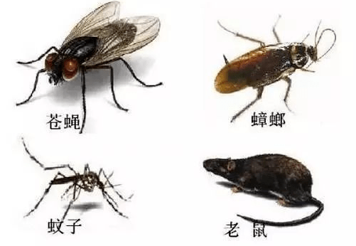 中山校園消殺除四害 中山校園殺蟲(chóng)滅鼠  