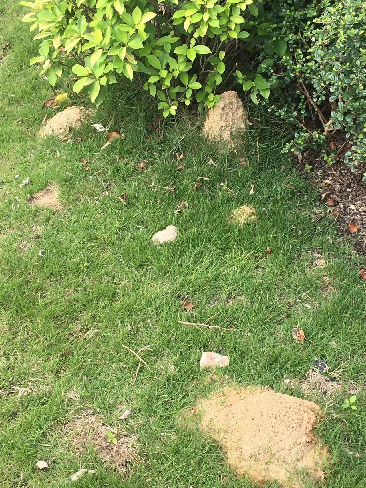 中山如何防治紅火蟻？中山滅殺紅火蟻 中山